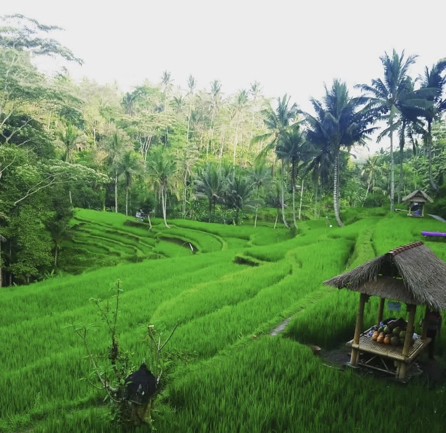 Фото отеля COMO UMA UBUD