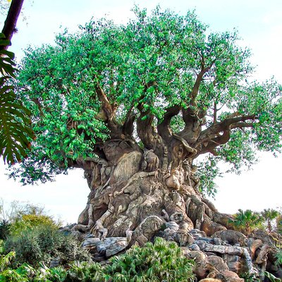 Турфирма фото США, Орландо, Дисней Энимал Киндом  "Disney’s Animal Kingdom" foto