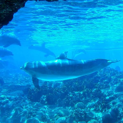 Турфирма фото США, Орландо, парк Си Ворлд (Морской мир Орландо) "SeaWorld Orlando" foto