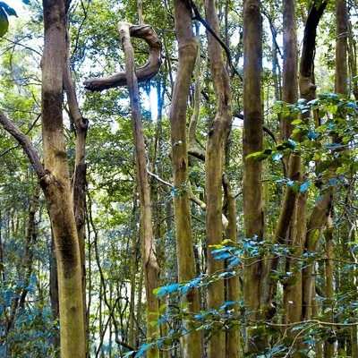 Турфирма фото Австралия, Национальный парк «Голубые горы» 2014 (Blue Mountains National Park) foto